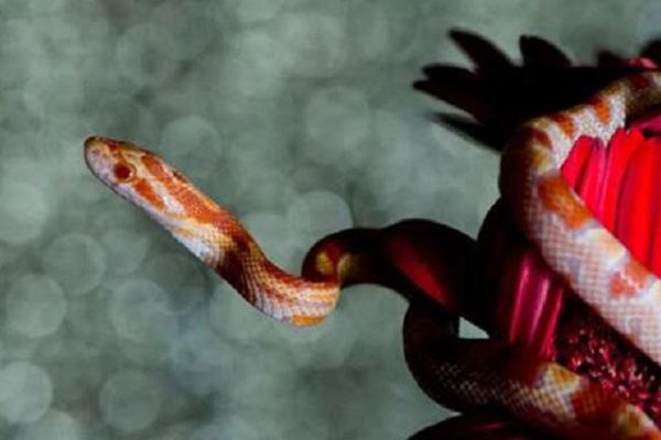 Bà bầu mơ thấy rắn có sao không, báo điềm gì | Giải mã giấc mơ phụ nữ mang thai mơ thấy rắn