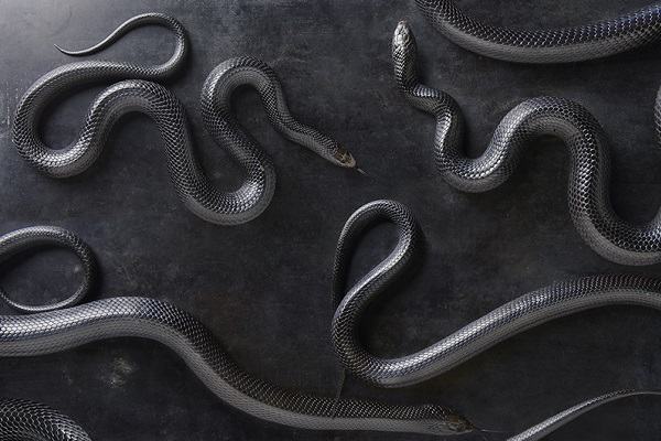 Điềm báo mơ thấy nhiều rắn đánh con gì và lành hay dữ?