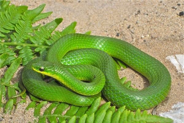 Nằm mơ thấy rắn xanh, rắn lục đánh con gì | Giải mã giấc mơ thấy rắn màu xanh báo điềm gì?