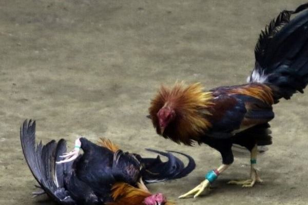 Nằm Mơ Thấy Gà Chết Đánh Con Gì, Số Mấy | Giải Mã Giấc Mơ Thấy Gà Chết